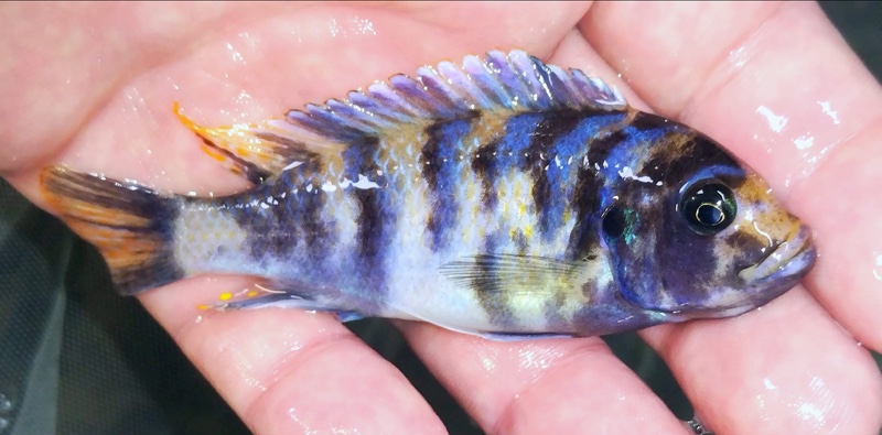 Maylandia zebra 'Narungu'